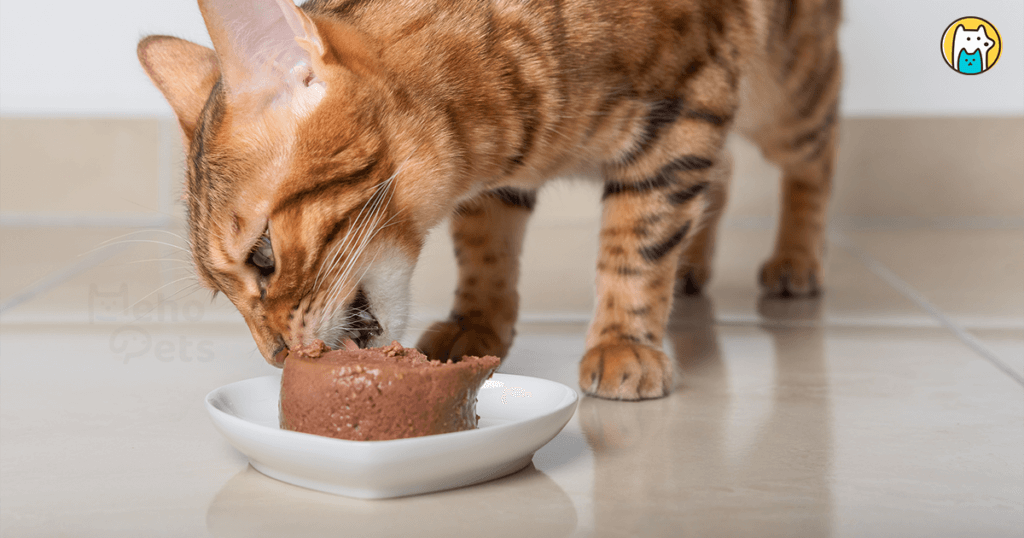 貓咪是完全的肉食性動物，以富含動物性蛋白質、適量脂肪和僅約 2% 碳水化合物的食物為主。研究指出，貓咪的唾液中不存在澱粉酶，與其他的雜食動物相比，牠們的胃腸道相對較短，因此貓咪消化肉類的速度比蔬菜快很多。貓咪需要直接從動物源食物中獲取維生素A，也需要透過飲食攝取牛磺酸，來滿足牠們的營養需求。