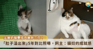 新竹縣竹北飼主江文瑜家中飼養一隻可愛的三花貓「嘿美」，當時飼主在網路上的認養文，看到嘿美的背影照就知道緣分來了，毅然決然將牠帶回家。嘿美從 300 克的小奶貓漸漸成長茁壯，身材飽滿厚實變成一隻肉臉三花貓，肚子還有一包粉色的小福袋。飼主將嘿美 5 年前後的對比照分享出來，直呼「這大概是所有貓奴的成就感了吧！」 