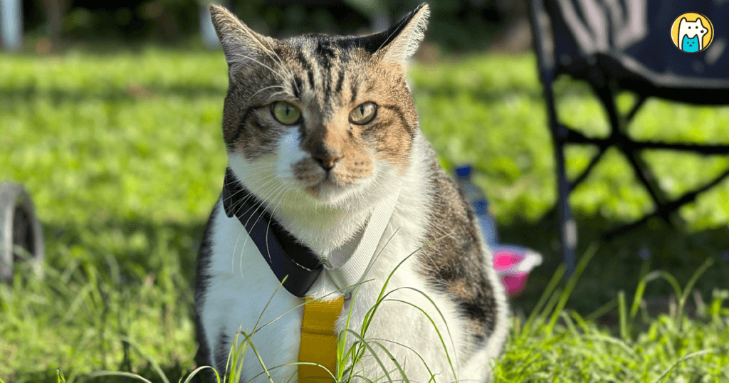 飼主陳綾家裡飼養一隻白底虎斑貓「乖乖」，剛帶回家時身材嬌小，與同年齡的幼貓體型差不多，不過隨著年紀漸大加上結紮的關係，身材開始「膨風」往橫向發展，體重來到了 13 公斤，走路的時候特別霸氣。