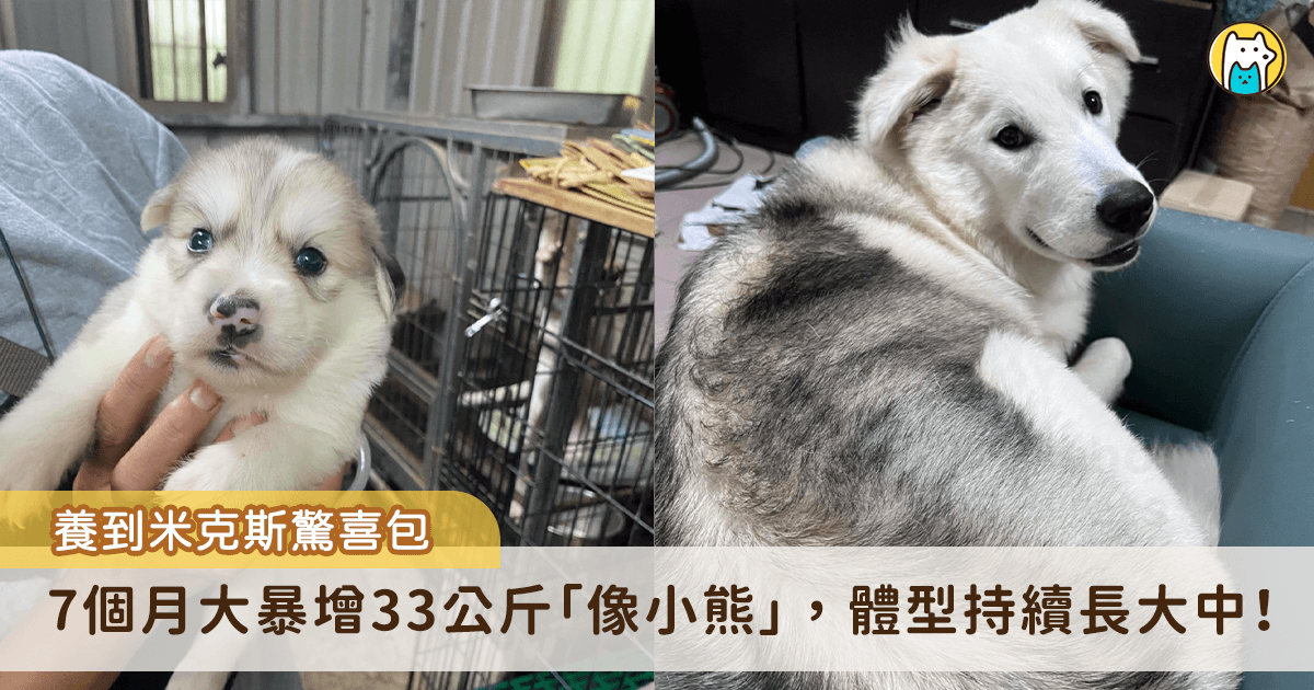 基隆一名飼主領養了一隻可愛的米克斯「姆姆」，剛帶回家時只有手掌大，眼神稚嫩還有著小小的肉手，不過姆姆回家後每天暴風長，7個月大體重已經來到33公斤，體型比一般狗狗高上1顆頭，帶出門散步都會成為最顯眼的存在。