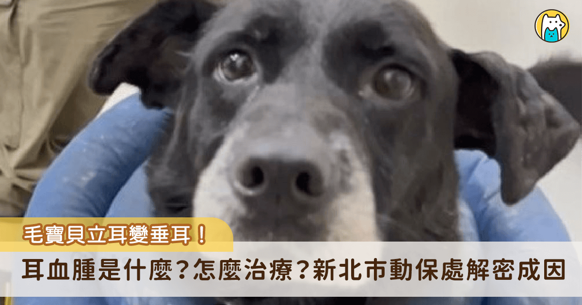 新北市政府動保處所屬八里動物之家的收容犬隻「班長」是一隻喜歡跟同伴玩耍的黑狗，因為喜愛跟同籠的狗室友玩耍，加上放風時過於激動，導致兩耳皆血腫，進行 2 次手術治療，班長從立耳變成垂耳狗狗。新北市動保處解密耳血腫的成因，可能因為動物搔癢、甩頭，或是外力傷害所導致。