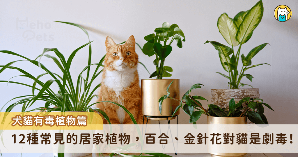 不少飼主喜歡在家中擺放植物，為室內空間增加一點大自然的氣息，不過有些居家常見的植物對於貓狗來說，是可能危害牠們的存在，特別是貓咪，許多花卉類都會對牠們造成不良影響，像是百合花和金針花，只要吃下一點葉子就有可能致命。以下整理出12種常見的居家植物，讓飼主為環境增添綠意之時也能避免傷害到寵物。