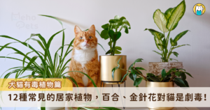 不少飼主喜歡在家中擺放植物，為室內空間增加一點大自然的氣息，不過有些居家常見的植物對於貓狗來說，是可能危害牠們的存在，特別是貓咪，許多花卉類都會對牠們造成不良影響，像是百合花和金針花，只要吃下一點葉子就有可能致命。以下整理出12種常見的居家植物，讓飼主為環境增添綠意之時也能避免傷害到寵物。