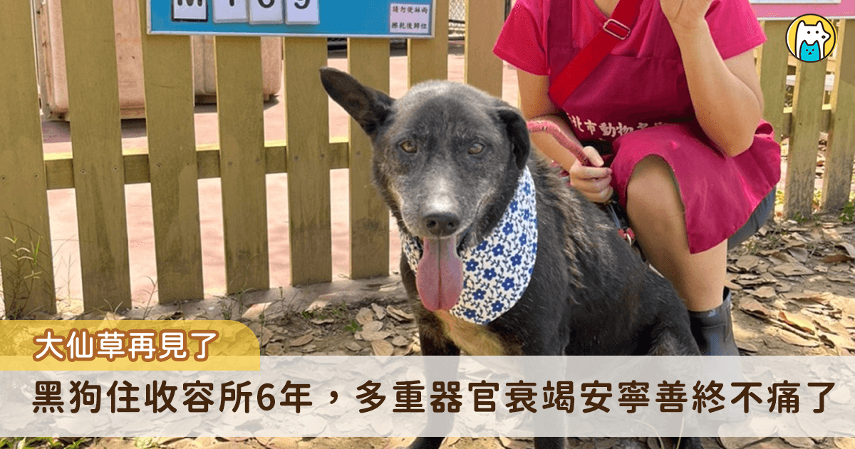 新北市自 104 年 3 月起實施了流浪動物零安樂政策，為了更好地照護那些患有重病或傷殘的動物，新北市動保處推出長期照護方案。然而，當醫療手段已無法改善動物的情況時，安寧善終便成為最後的選擇。近日，中和動物之家的「大仙草」即面臨老化、多重器官衰竭，在獸醫師、工作人員及志工的陪伴下，以安寧善終讓牠無痛、有尊嚴地離開。