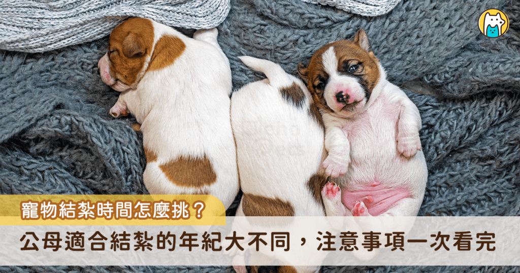 根據動保處規定，飼主有責任幫所飼養的犬貓完成絕育或提出免絕育申報，至於貓狗年紀多大要進行節育手術，依照公母有不同適合的年紀，通常母貓狗適合在第一次發情後，年紀約 6-8 個月進行結紮手術，公貓狗則是建議在生殖器發育完全在進行結紮。