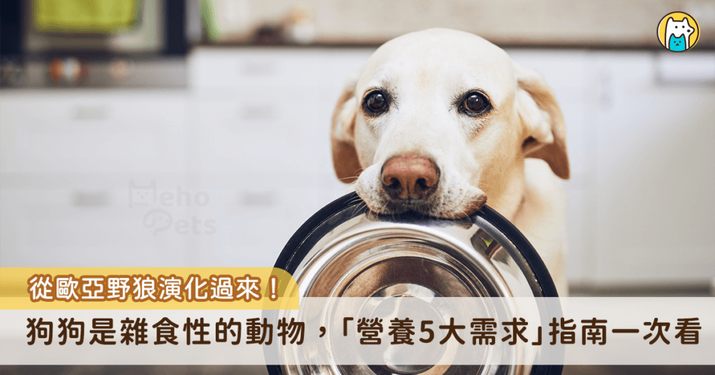 根據國際畜犬聯盟 (FCI) 的統計數據，全世界狗狗的總數約為 1.47 億隻，寵物不再只是觀賞犬，而是如同家人般的存在，隨著飼主對於毛小孩照護的意識增強，越來越注重寵物的健康與飲食問題，至於狗狗日常的飲食中需要哪些營養，以下整理出狗狗需要的 5 種營養需求，飼主能依照愛犬的需求安排合適的飲食方式，以及適時補充營養。