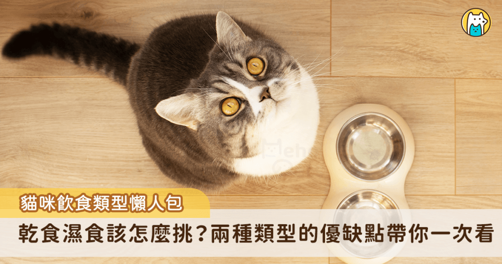 國外一句俗諺是「Your pets are what they eat」，毛孩吃進去的營養會影響牠們的健康程度，市面上有許多貓咪的飼料、罐頭、鮮食，甚至是鮮食，每一種飲食個有優缺點，那新手貓飼主該如何幫家裡的毛孩挑選呢？以下依照2大類型的飲食種類作為區分，讓毛爸媽依選擇最適合愛貓的飲食方式。