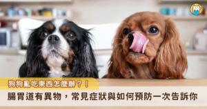 狗狗是天生用嘴巴來探索世界的動物，也因此容易發生誤食的狀況，導致腸胃道有異物，博愛動物醫院分享，誤食常見的臨床症狀包含嘔吐、活力下降、腹痛、流口水、呼吸急促等，若是狗狗出現以上症狀，建議立即送醫處理。