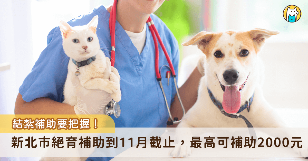 新北市政府動保處為鼓勵民眾為家犬貓或遊蕩犬貓進行絕育，只要設籍新北市民都可以申請「113 年犬貓絕育補助」，飼主需攜帶犬貓至與動保處合作的動物醫院進行絕育手術，並確認有施打狂犬病疫苗、晶片植入及寵物登記才可提出申請。補助將於 113 年 11 月底截止收件，請民眾把握時間申請。