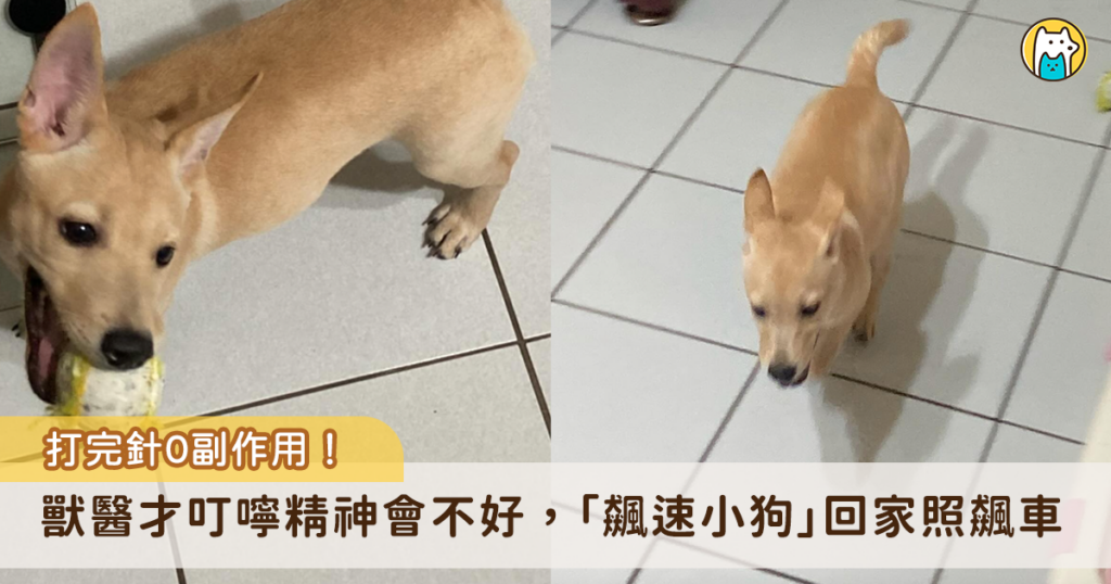 一點都不像剛打完針的樣子！桃園市一隻米克斯犬「林月芯」這天被飼主帶出門打預防針，本以為林月芯會因為打針後的副作用，精神變得比較不好，沒想到一回家立刻開啟「賽車模式」。林月芯咬著玩具把家裡當成賽車場到處飆車，一點都不像剛打完針的樣子。