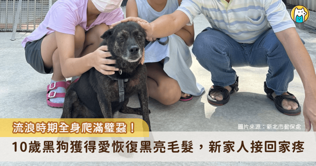 新北市動保處所屬八里動物之家的收容犬隻「妞妞」是一隻黑色米克斯，去年被民眾通報在泰山區楓江路附近流浪，剛來時全身爬滿壁蝨，工作人員花了好長的時間幫牠梳洗及調理，在大家努力照護下才回復到黑到發亮的毛色。妞妞在動物之家的推廣下，順利找到新家，領養者特別北上將牠接回家疼。