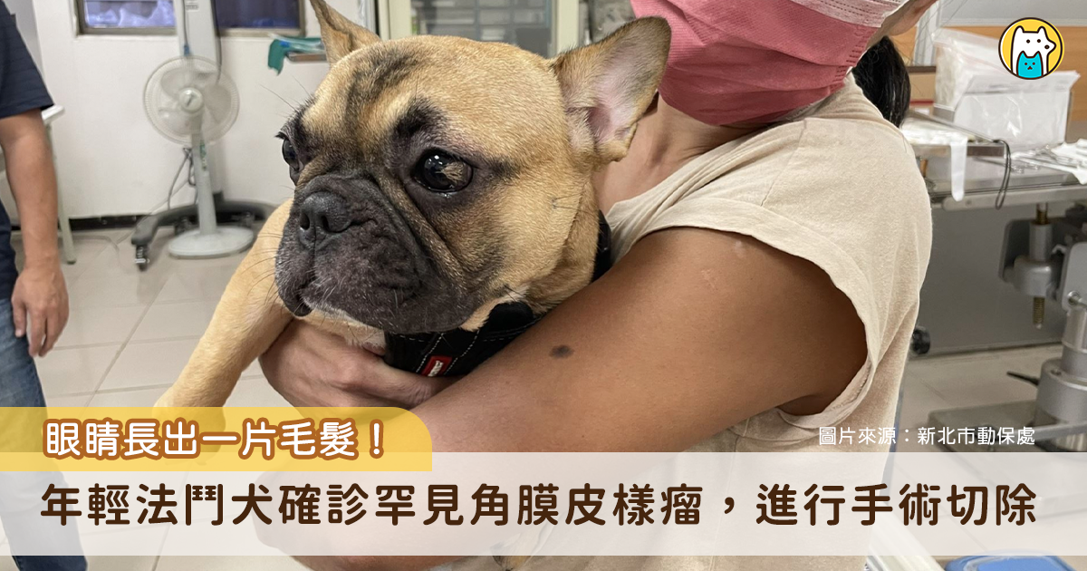 新北市中和動物之家收容了一隻走失的法國鬥牛犬「麵麵」，牠的左眼眼睛上長出了罕見的毛髮。經獸醫師檢查後確診為角膜皮樣瘤，經過成功的眼科手術，麵麵恢復漂亮的眼睛，也順利找到領養家庭。