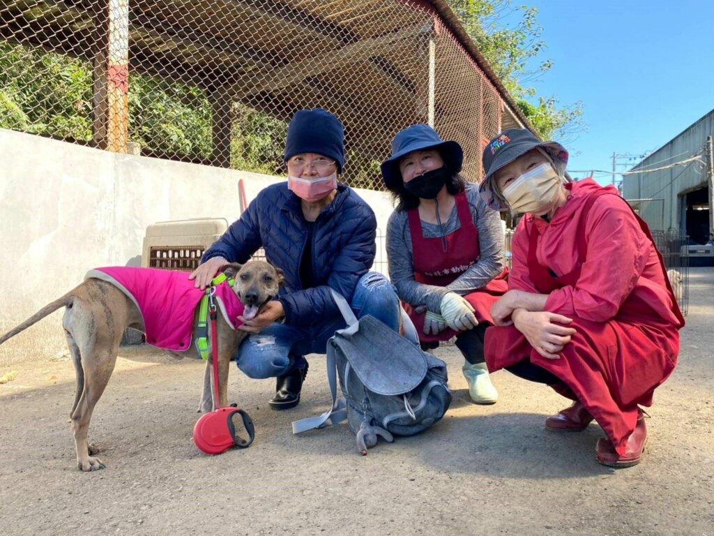 新北市淡水動物之家收容一隻米克斯虎斑犬「安安」，因生病被通報進所，意外與從美國回來度假的愛狗人士葛倫太太相遇，接回家代養一段時間。這段期間，葛倫太太被安安溫柔機智的個性融化，決定帶牠回美國生活，安安也從台灣浪浪的身份被寵成加州小公主。