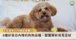 一隻10歲貴賓犬「妞妞」走路常常會撞到東西，眼睛也變得混濁，飼主帶到動物醫院進行眼科檢查，才發現愛犬雙眼成熟期白內障，雙眼失去視力。夏洛克動物醫院主治醫師陳威表示，白內障常見的症狀主要是視力下降，眼睛外觀會看到水晶體變白，而隨著白內障水晶體的嚴重程度，慢慢可能變成完全視力的喪失，目前唯一有效的治療方式就是透過手術移除白內障的水晶體。