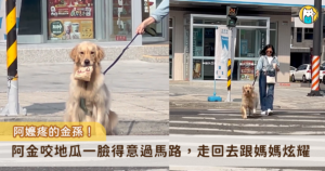 阿嬤疼的金孫不是叫假的。彰化員林一隻黃金獵犬「Toby」是全家人的心肝寶貝，這天阿嬤邀約Toby一起去超商買咖啡，回程時嘴裡多了一件戰利品。原來疼孫心切的阿嬤買了一條地瓜給Toby，只見Toby咬著地瓜的包裝袋滿臉得意，等不及要趕回去享用。