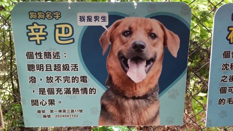 新北五股動物之家半年前迎來一隻大型犬「辛巴」，體型大容易爆衝，加上個性害羞不擅長與人互動，為了讓牠更適應人類生活，動物之家特別安排了專業訓犬師及志工進行密集訓練，透過愛心和耐心的陪伴，辛巴逐漸變得溫馴且親人，並遇上了喜歡大型犬的一對夫妻，順利被領養，找到屬於自己的新家，享受未來的幸福狗生。