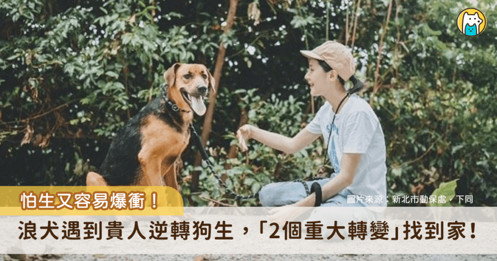 新北五股動物之家半年前迎來一隻大型犬「辛巴」，體型大容易爆衝，加上個性害羞不擅長與人互動，為了讓牠更適應人類生活，動物之家特別安排了專業訓犬師及志工進行密集訓練，透過愛心和耐心的陪伴，辛巴逐漸變得溫馴且親人，並遇上了喜歡大型犬的一對夫妻，順利被領養，找到屬於自己的新家，享受未來的幸福狗生。