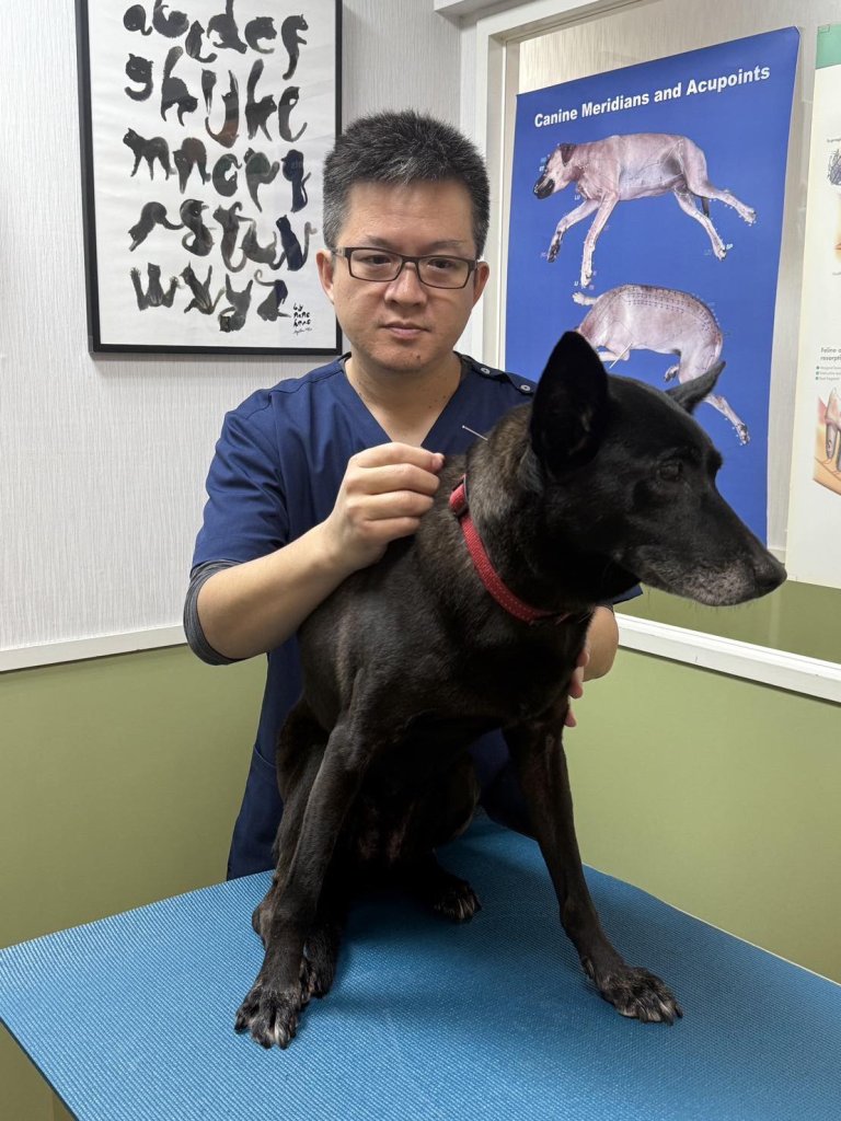 過去犬貓看診普遍以西醫為主，不過近幾年關注中獸醫領域的飼主逐漸變多，中藥與針灸相互搭配提升治療效果，以溫補的方式幫毛孩調理身體也是不錯的選擇。至於犬貓針灸有效嗎？有哪些疾病適合針灸，加生動物醫院整理出 10 個中獸醫常見的QA，一起來揭開犬貓針灸的神秘面紗。