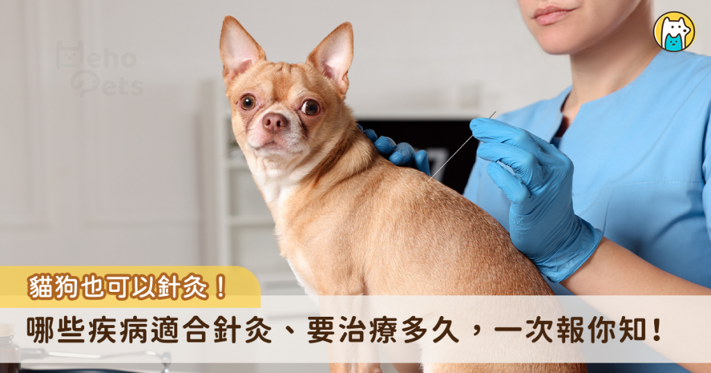 過去犬貓看診普遍以西醫為主，不過近幾年關注中獸醫領域的飼主逐漸變多，中藥與針灸相互搭配提升治療效果，以溫補的方式幫毛孩調理身體也是不錯的選擇。至於犬貓針灸有效嗎？有哪些疾病適合針灸，加生動物醫院整理出 10 個中獸醫常見的QA，一起來揭開犬貓針灸的神秘面紗。