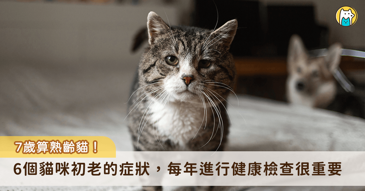 貓咪6個初老症狀你家中幾項？　年長貓照護指南「陪牠一起慢慢變老」