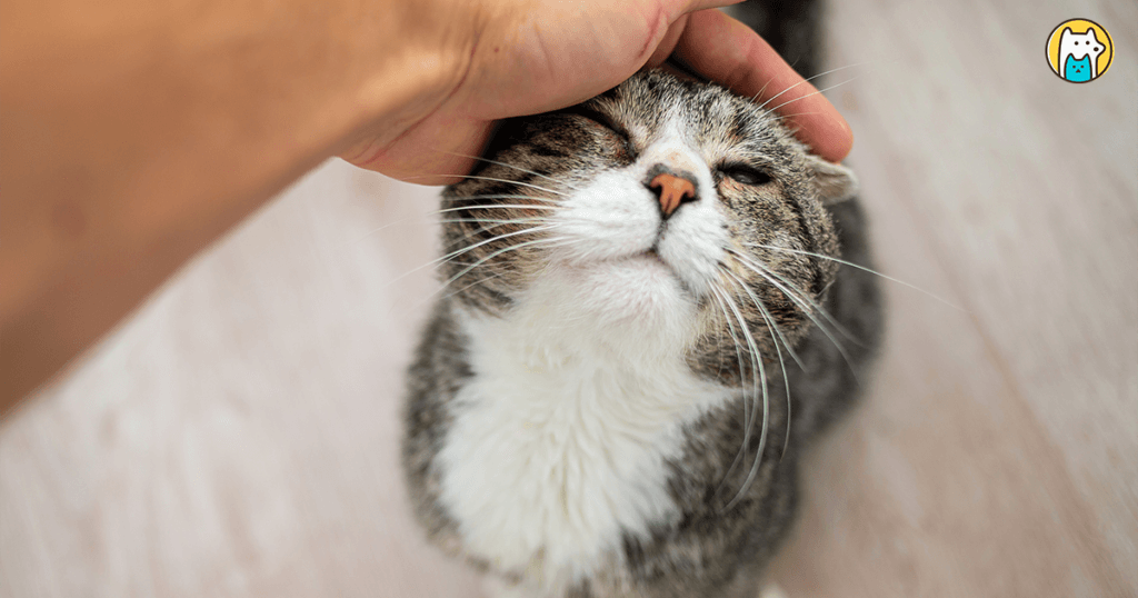 飼養貓咪的人口逐年上升，飼主將面臨高齡貓咪照護的問題，其實貓咪從 7 歲開始已經進入熟齡階段，身體各項機能會慢慢出現退化，照護上也須多加留心。以下介紹 6 個貓咪的初老症狀，以及熟齡貓的照護指南，讓飼主陪愛貓們一起慢慢步入貓生下個階段。