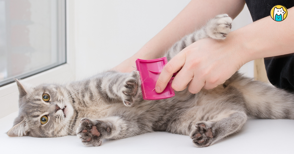 飼養貓咪的人口逐年上升，飼主將面臨高齡貓咪照護的問題，其實貓咪從 7 歲開始已經進入熟齡階段，身體各項機能會慢慢出現退化，照護上也須多加留心。以下介紹 6 個貓咪的初老症狀，以及熟齡貓的照護指南，讓飼主陪愛貓們一起慢慢步入貓生下個階段。