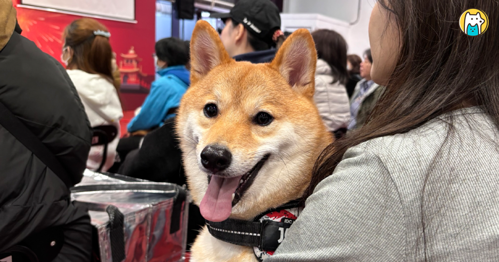 低溫12度澆不熄飼主熱情的心！上聯國際展覽於世貿一館所舉辦的「2025 寵物用品博覽會」10 日開跑，當天氣溫來到12度但現場仍有眾多民眾帶著愛寵前來參與。展覽期間邀請知名犬類行為專家「熊爸」、寵物溝通師進行演講與互動，為毛爸媽解惑常見的毛孩行為，也有蛇類、兩棲爬蟲類的主題館，響應蛇年行大運。