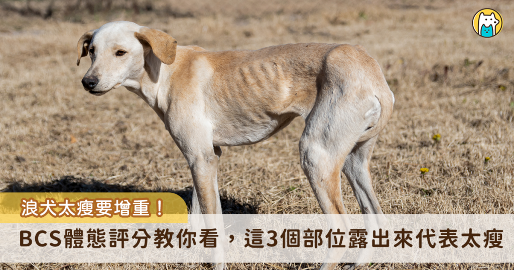 外面的流浪動物要經歷風吹日曬，跟同類競爭地盤、過著有一餐沒一餐的日子，營養不良是常態，有的狗狗個性膽小，不敢與其他同類爭奪食物，身材很有可能瘦到肋骨都能清晰看見，因此收編後為了牠們的健康著想，飼主可以與獸醫一同制定狗狗專屬的增重計畫，一步步讓牠們回歸到理想體態。