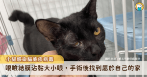 新北市中和動物之家收容一隻年約 2-3 個月齡的黑色幼貓，小貓因為嚴重的貓皰疹病毒（Feline herpesvirus）感染，導致右眼眼瞼結膜沾黏，成長至 6 個月齡後，安排手術治療。黑貓「吉吉」順利康復，右眼外觀及視力更接近正常的眼睛，日前順利被認養，已經擁有溫暖的新家庭。