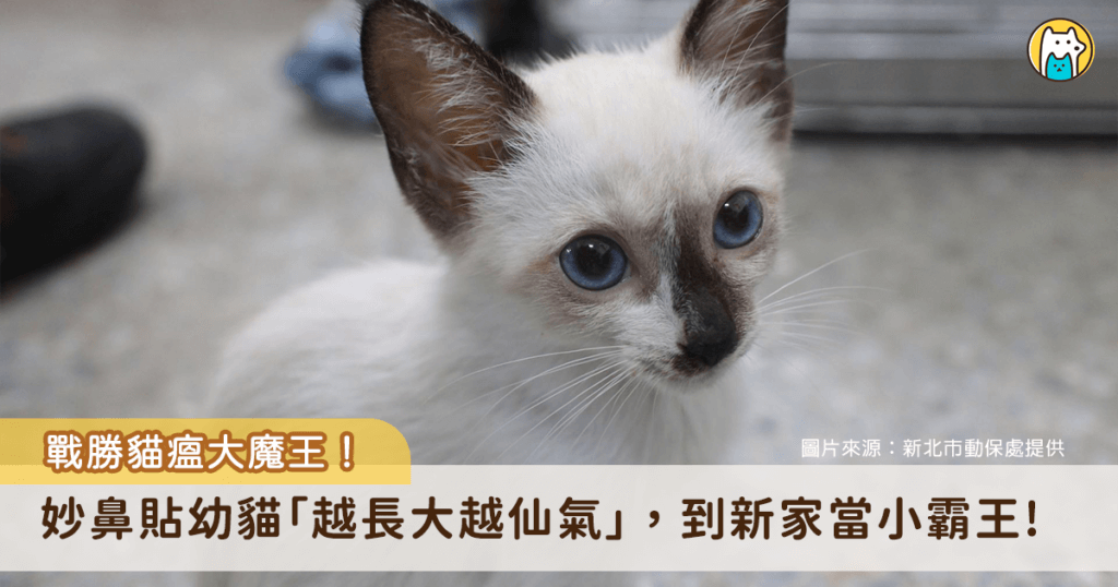 新北市新店區安有隻幼貓疑似生病不動待在路邊，嘴巴有白黃色分泌物，懷疑有出現嘔吐、拉肚子的情況，新北市動保處接獲通報後派員救援，經醫療中心獸醫師吳明蓁檢查後發現小貓罹患傳染性疾病「貓瘟」，所幸經過治療後順利復原，後續由士林區一名飼主領養，獲得一個溫暖的新家。