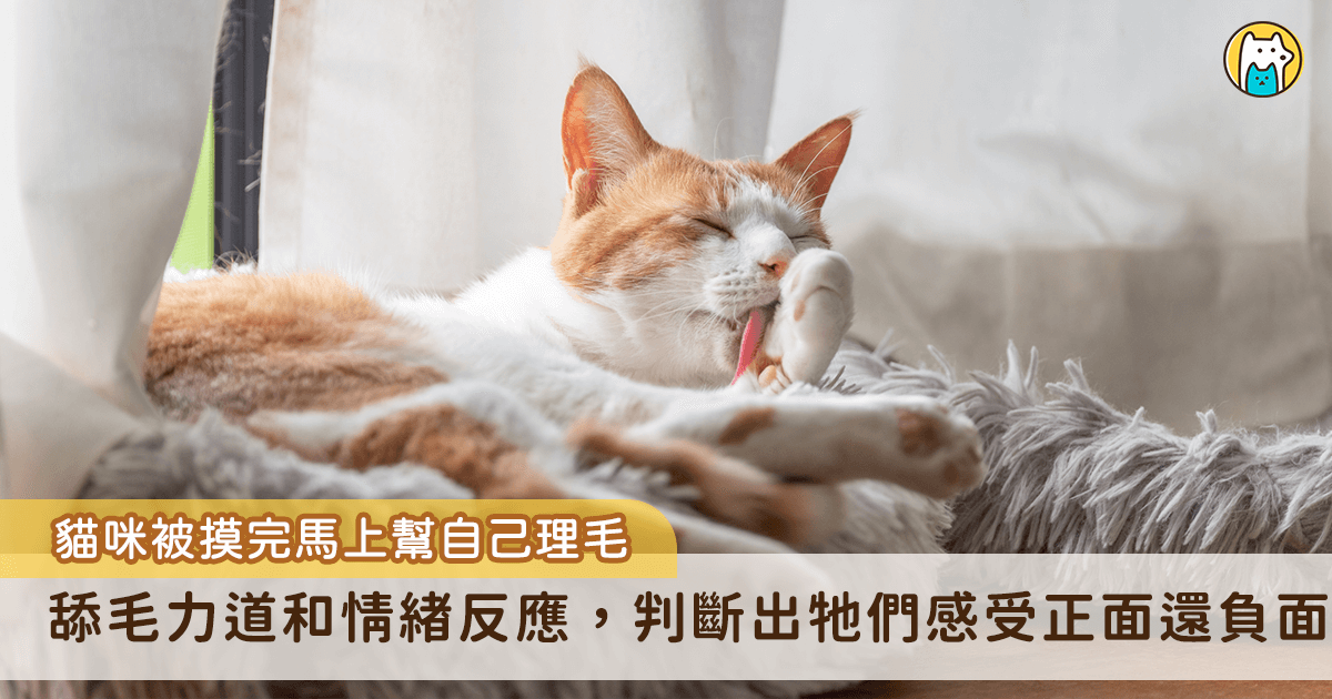摸摸完「貓咪馬上幫自己舔毛」　2要點分辨牠們是喜歡還是覺得你煩