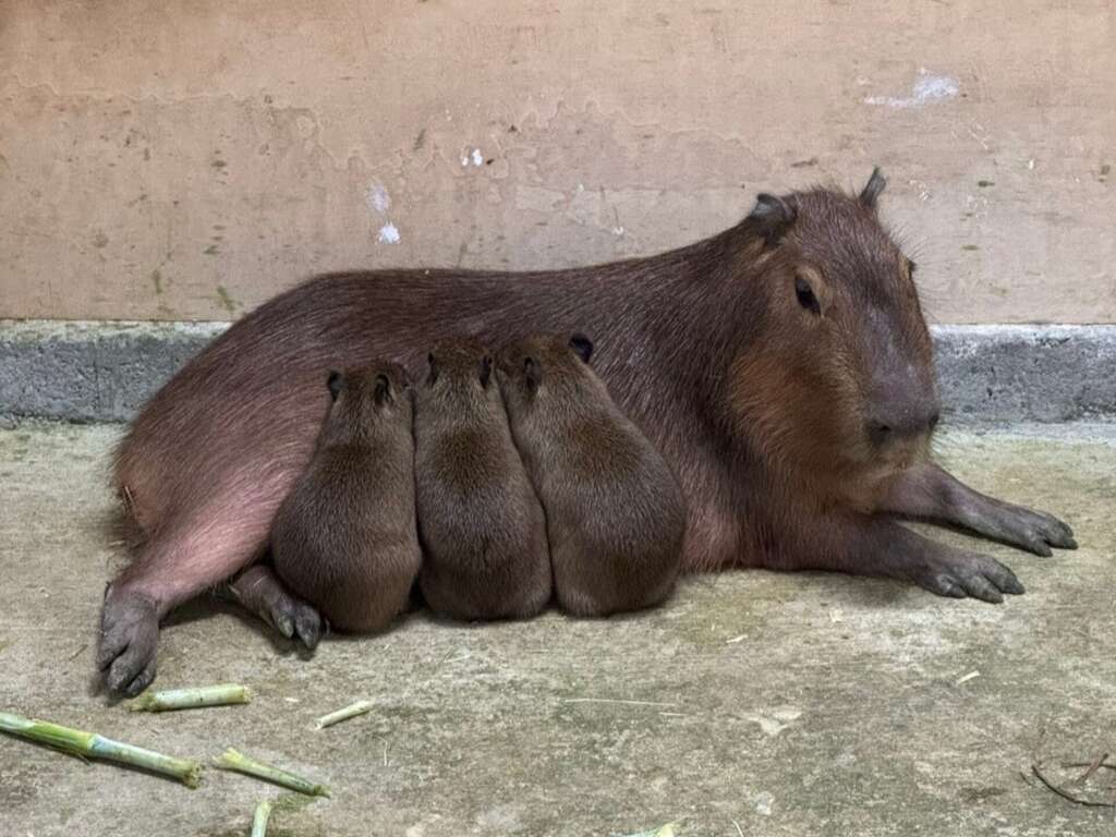 每年的 3 月 8 日是國際婦女節，高雄壽山動物園宣布，為了歡慶 38 婦女節，全國女性遊客及 12 歲以下兒童為期 2 天免費入園，壽山動物園前陣子新增水豚寶寶三胞胎及迷你驢寶寶等成員，歡迎民眾前來探訪新生動物。