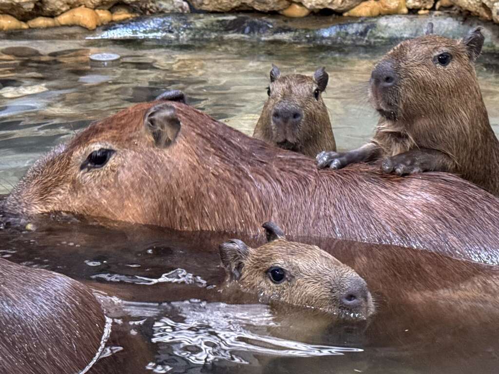 每年的 3 月 8 日是國際婦女節，高雄壽山動物園宣布，為了歡慶 38 婦女節，全國女性遊客及 12 歲以下兒童為期 2 天免費入園，壽山動物園前陣子新增水豚寶寶三胞胎及迷你驢寶寶等成員，歡迎民眾前來探訪新生動物。