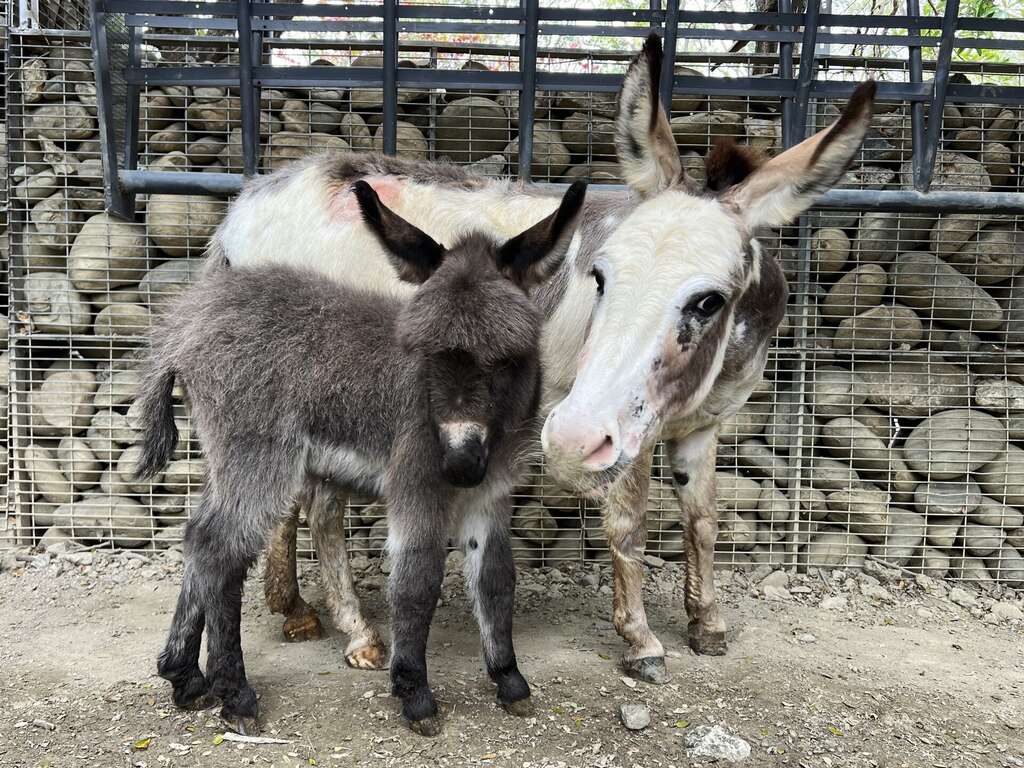 每年的 3 月 8 日是國際婦女節，高雄壽山動物園宣布，為了歡慶 38 婦女節，全國女性遊客及 12 歲以下兒童為期 2 天免費入園，壽山動物園前陣子新增水豚寶寶三胞胎及迷你驢寶寶等成員，歡迎民眾前來探訪新生動物。