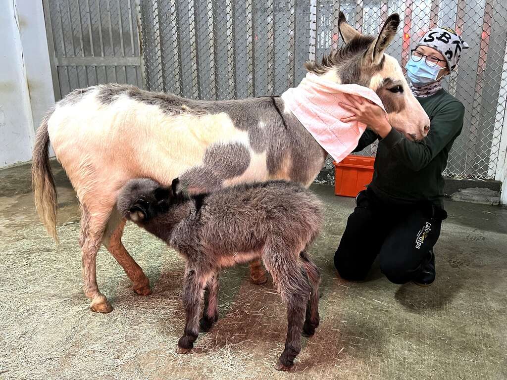 每年的 3 月 8 日是國際婦女節，高雄壽山動物園宣布，為了歡慶 38 婦女節，全國女性遊客及 12 歲以下兒童為期 2 天免費入園，壽山動物園前陣子新增水豚寶寶三胞胎及迷你驢寶寶等成員，歡迎民眾前來探訪新生動物。