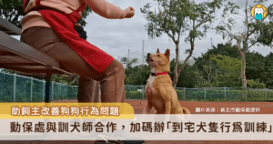 許多飼主在飼養犬隻時，常面臨如廁訓練、吠叫、指令教學等問題，為解決飼養問題，動保處與專業訓犬師合作，除開辦訓練課程，今年加碼開辦到宅犬隻行為訓練，遇有無法出門高敏感性需到宅訓練犬隻，飼主可向動保處致電報名，透過正確方法，引導犬隻學習基本指令改善不當行為，提升人寵互動品質。