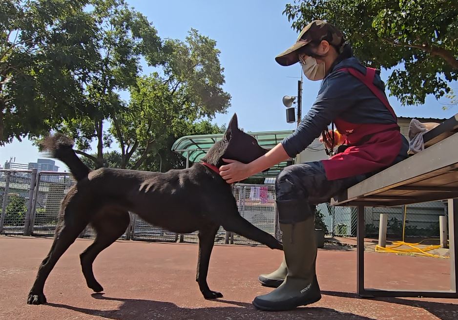 許多飼主在飼養犬隻時，常面臨如廁訓練、吠叫、指令教學等問題，為解決飼養問題，動保處與專業訓犬師合作，除開辦訓練課程，今年加碼開辦到宅犬隻行為訓練，遇有無法出門高敏感性需到宅訓練犬隻，飼主可向動保處致電報名，透過正確方法，引導犬隻學習基本指令改善不當行為，提升人寵互動品質。