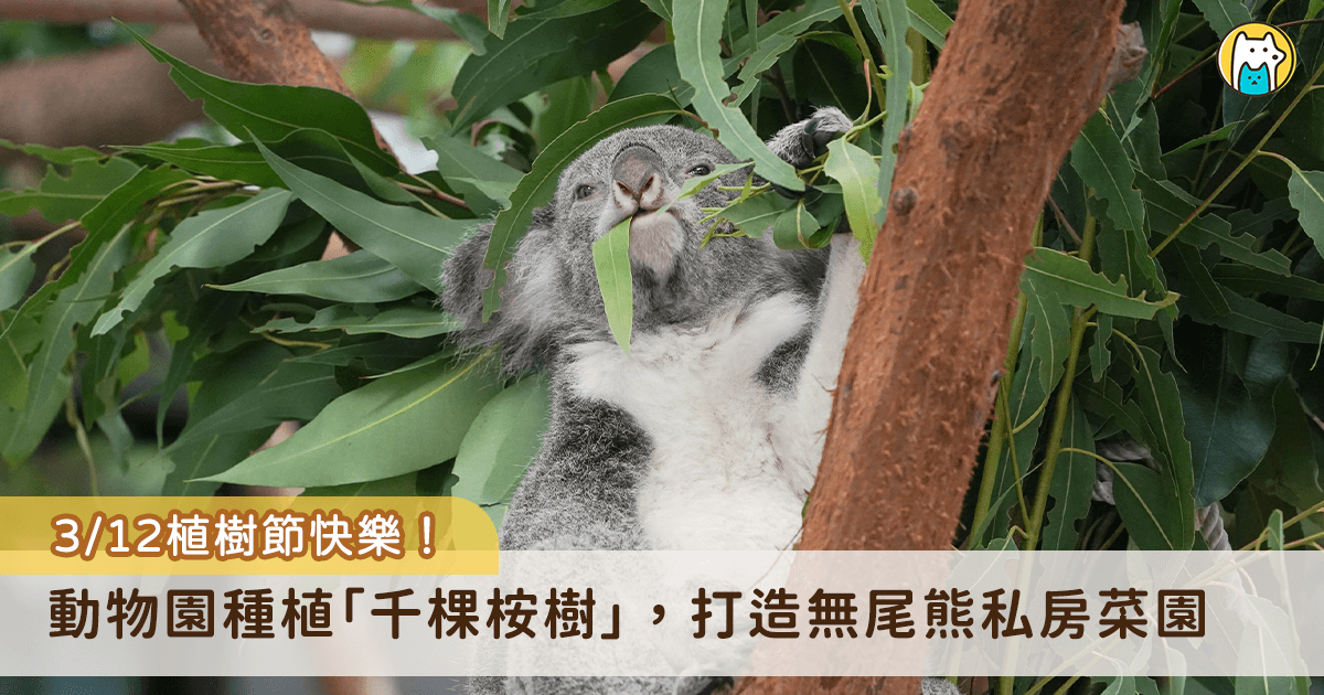 台北市立動物園裡有座無尾熊專屬的桉樹林，坐落在溫帶動物區南側，這片樹林裡有數千株的桉樹，在園區裡形成一處常綠的「無尾熊限定可食地景」，提供園內「非桉樹不吃」的保育大使無尾熊們補充食材多樣性的食物來源。