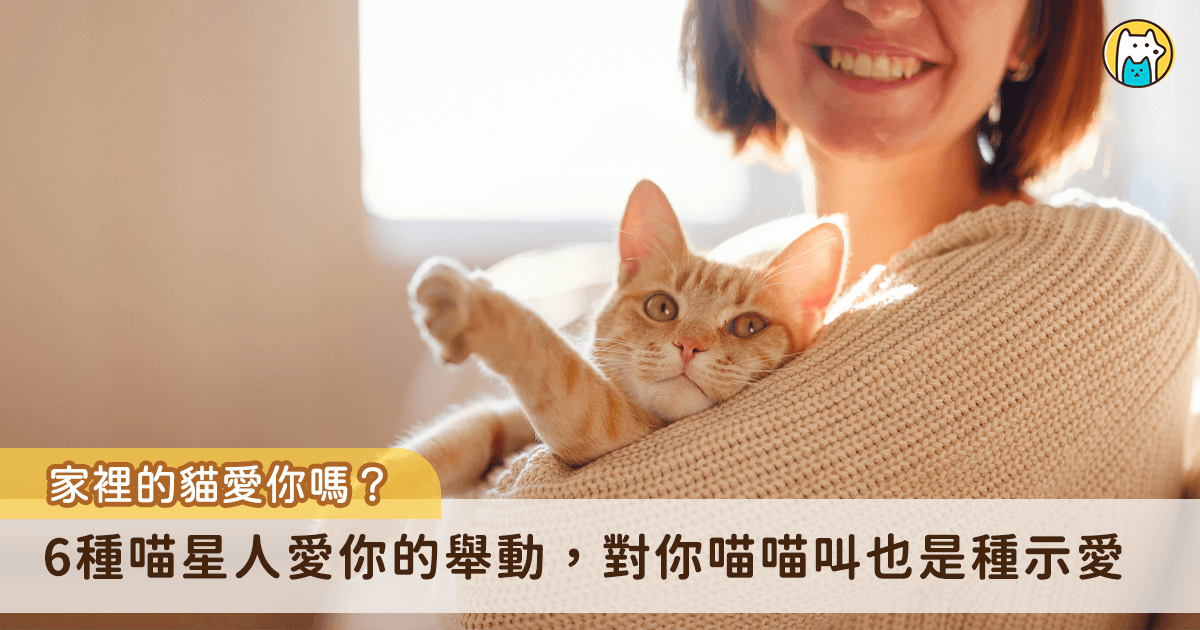 貓咪的臉部肌肉比較少，表情沒有狗狗或人類來得豐富，因此經常被誤認為牠們臉臭或是偏冷漠，但其實貓咪會用自己的獨門方式來表達情緒，想要知道貓咪愛不愛你，能從牠們的行為舉止和肢體表現察覺。以下整理出 6 個貓咪常見示愛的舉動，一起來看看你家中幾項。