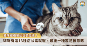 癌症被列為家貓十大死因之一，貓咪是天生擅長忍痛的動物，顯露出不舒服的訊號時往往是病情嚴重的狀態，因此日常上更需要透過飼主的細微觀察。康乃爾貓科動物健康中心整理出以下 12 個貓咪癌症的警訊，包含體重變輕、食欲不振、出現異常的行為變化等，若是家中愛貓出現相關症狀，需要儘早就醫。