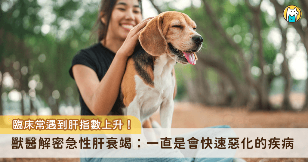 肝指數上升一直是獸醫臨床時不時會遇到的狀況。大多數的家長也常常遇到檢查上升時獸醫師們開開肝藥帶回家服用。那麼，有沒有曾經想過……如果當肝臟忽然無法工作了會怎麼樣呢？