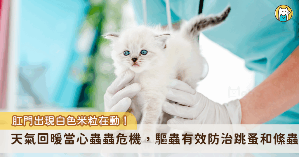天氣日漸溫暖，若毛寶貝出現頻繁搔抓舔拭，就有可能是外寄生蟲跳蚤感染跡象，跳蚤不僅會引起皮膚搔癢，還會傳播內寄生蟲絛蟲感染。一名飼主家的愛貓「黑嚕嚕」肛門附近出現黑色米粒在跳動，上網查詢後發現是感染絛蟲，趕緊進行驅蟲與治療。