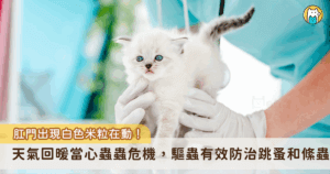 天氣日漸溫暖，若毛寶貝出現頻繁搔抓舔拭，就有可能是外寄生蟲跳蚤感染跡象，跳蚤不僅會引起皮膚搔癢，還會傳播內寄生蟲絛蟲感染。一名飼主家的愛貓「黑嚕嚕」肛門附近出現黑色米粒在跳動，上網查詢後發現是感染絛蟲，趕緊進行驅蟲與治療。