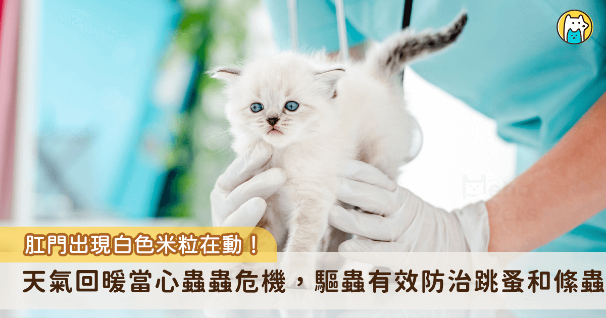 天氣日漸溫暖，若毛寶貝出現頻繁搔抓舔拭，就有可能是外寄生蟲跳蚤感染跡象，跳蚤不僅會引起皮膚搔癢，還會傳播內寄生蟲絛蟲感染。一名飼主家的愛貓「黑嚕嚕」肛門附近出現黑色米粒在跳動，上網查詢後發現是感染絛蟲，趕緊進行驅蟲與治療。