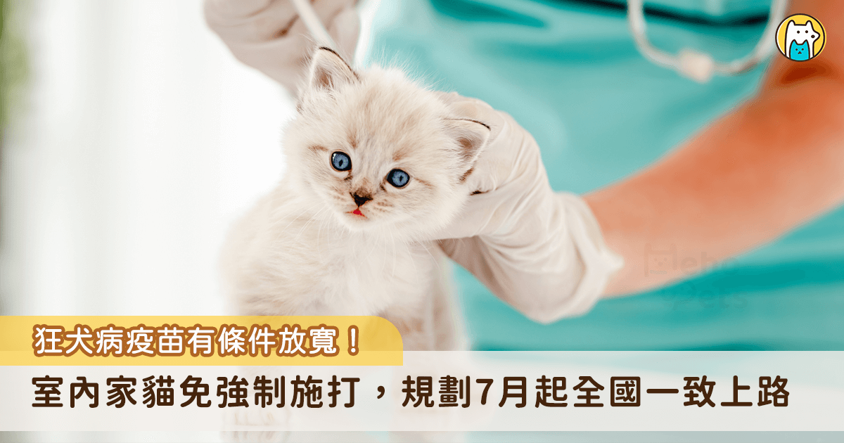 農業部防檢署預計今年 7 月起有條件放寬狂犬病施打條件，只要是飼養於室內的家貓，外出時會以箱籠裝載等避免貓咪脫逃措施者，就不再強制施打狂犬病疫苗，不過會外出的貓隻考量到有機會接觸其他動物的風險，仍需要施打狂犬病疫苗。