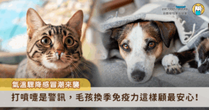 隨著季節轉換、氣溫忽冷忽熱，不只人類容易感冒，毛孩免疫力也會因此受到挑戰。尤其是冬季，不穩定的氣候變化、乾燥空氣與活動量減少，常常會讓毛孩出現一連串的健康狀況。因此，懂得因應冬季氣候，從日常生活中做好保養，是飼主守護毛孩健康的重要一環。