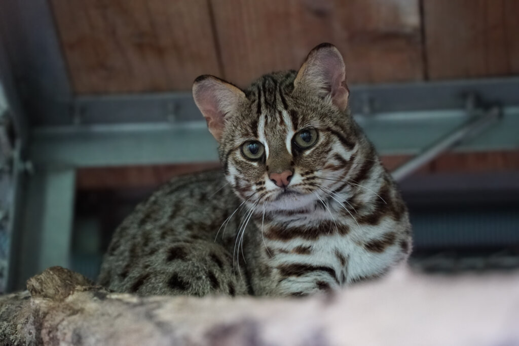 台北市立動物園添2隻小石虎 「兇萌樣曝光」一起來幫牠們取名字! 台北市立動物園傳出好消息,石虎媽「春捲」3 月 22 日平安誕下「雙姝捲」,2 隻一個半月大的石虎寶寶 (雌性) 已完成初次健檢,都是頭好壯壯的小石虎,未來也將加入林業與自然保育署統籌的野放計畫,成為野外石虎族群的生力軍。