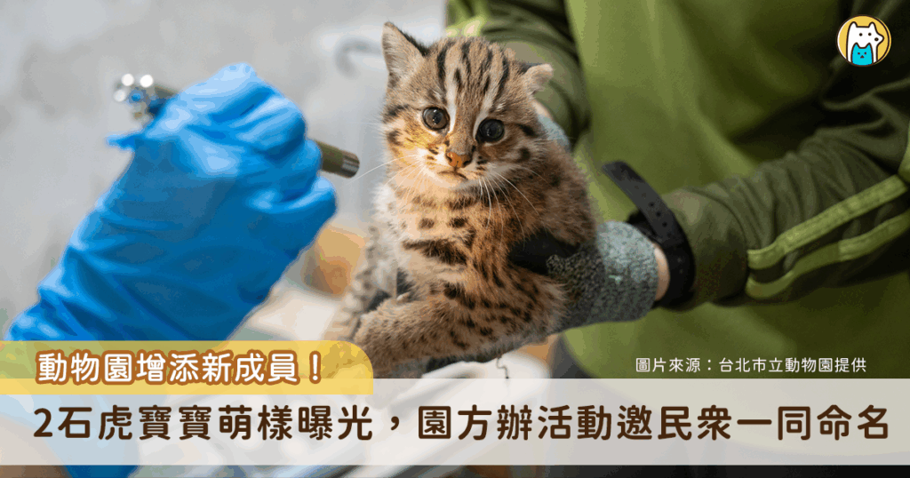 台北市立動物園傳出好消息，石虎媽「春捲」3 月 22 日平安誕下「雙姝捲」，2 隻一個半月大的石虎寶寶 (雌性) 已完成初次健檢，都是頭好壯壯的小石虎，未來也將加入林業與自然保育署統籌的野放計畫，成為野外石虎族群的生力軍。