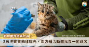 台北市立動物園傳出好消息，石虎媽「春捲」3 月 22 日平安誕下「雙姝捲」，2 隻一個半月大的石虎寶寶 (雌性) 已完成初次健檢，都是頭好壯壯的小石虎，未來也將加入林業與自然保育署統籌的野放計畫，成為野外石虎族群的生力軍。