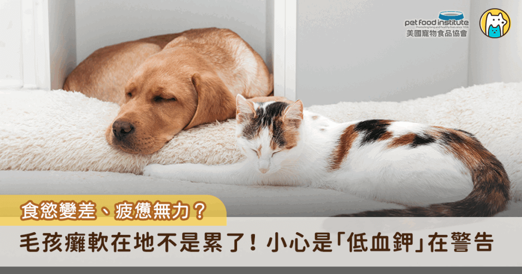 若發現毛孩總是全身無力、精神不濟，甚至癱軟在地時，千萬不要輕忽，這可能是「低血鉀」的警訊。鉀離子對心臟、肌肉運作和神經功能都至關重要，一旦血鉀濃度過低，不僅會讓毛孩出現肌肉無力、步態不穩，嚴重時甚至會導致心律不整，危及生命。